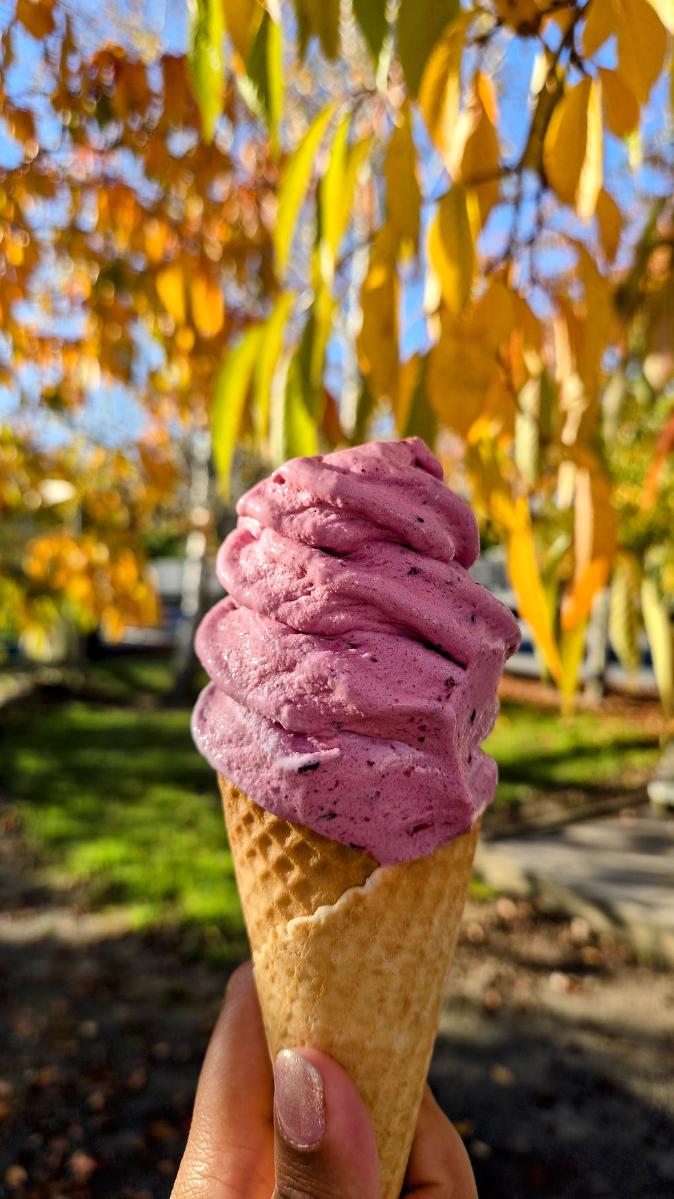 Fresh berry ice cream at Whatawhata Berry Farm with autumn leaves — things to do on North Island New Zealand road trip with kids