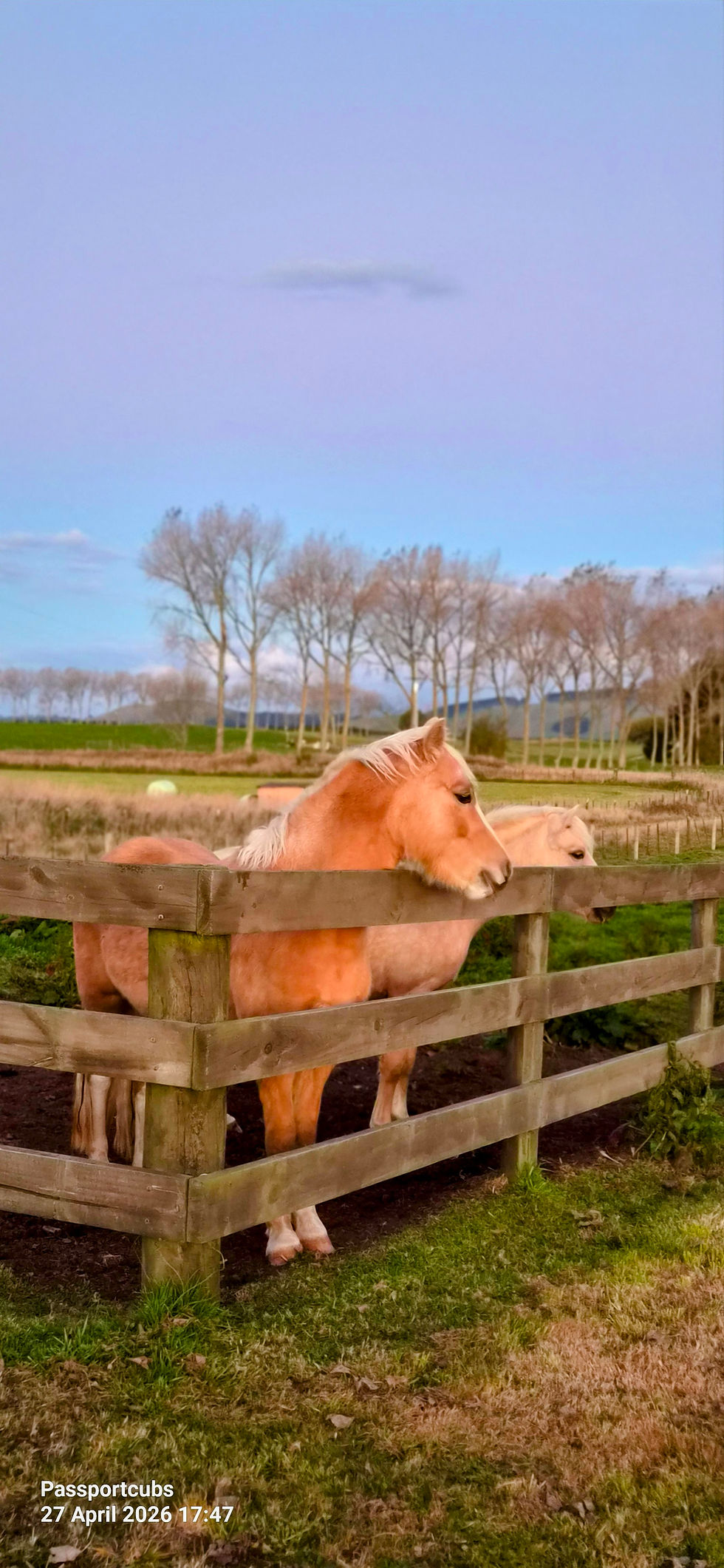 Horse at Red Rose Cottage horse farm Marotiri — unique family stay near Taupo, North Island New Zealand