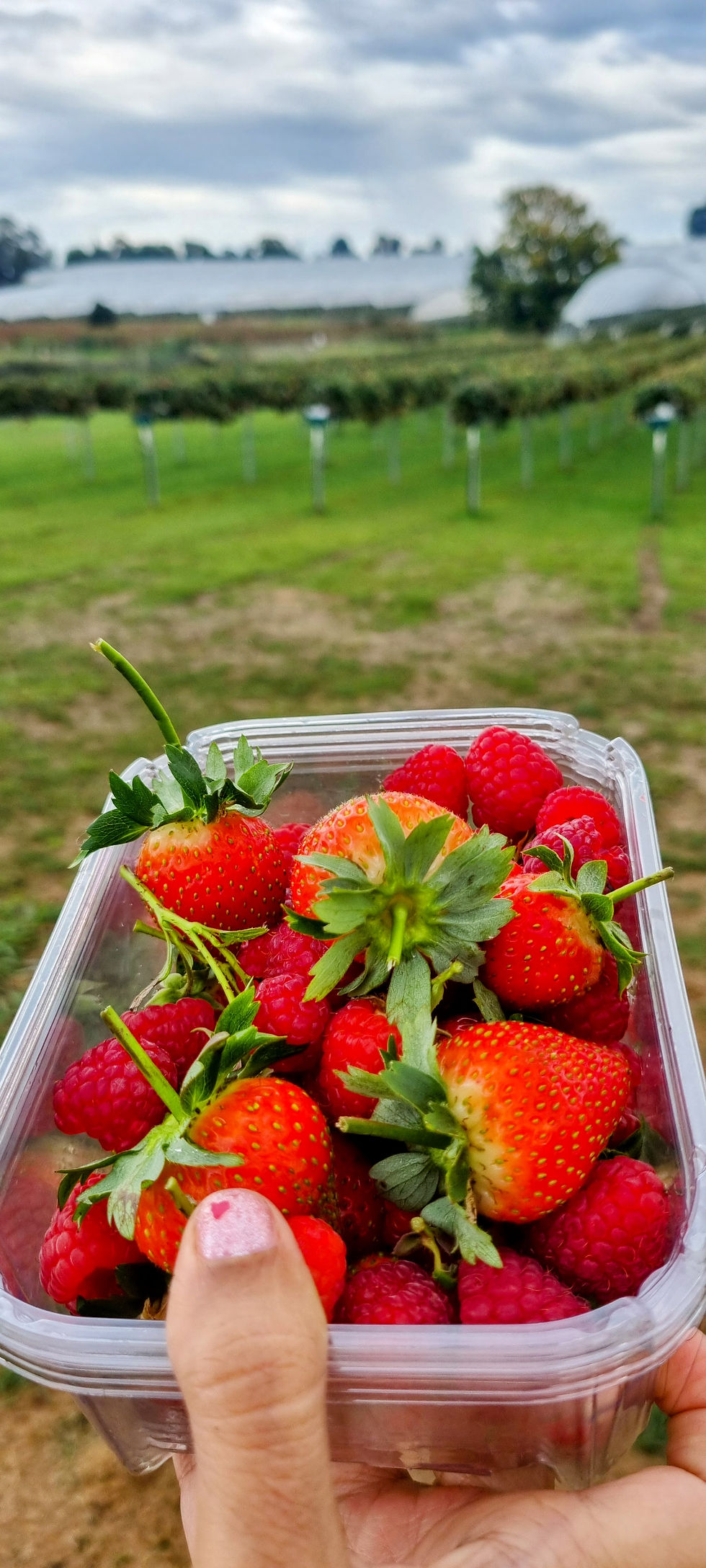Strawberries we picked at Hillwood berry farm
