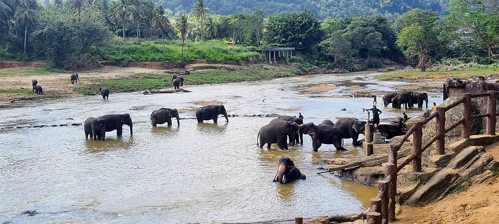 Elephants bathing in the river at Pinnawala Elephant Orphanage in Sri Lanka