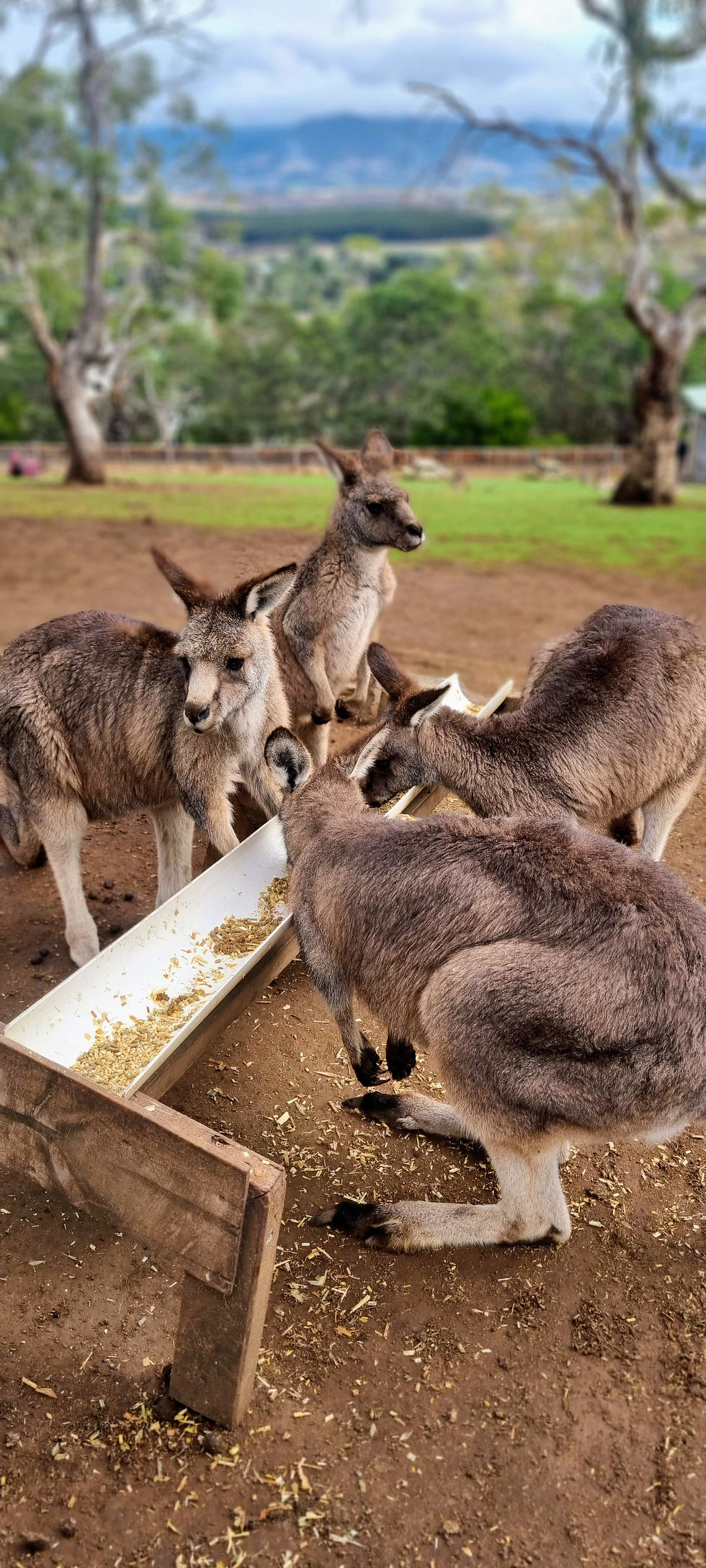 Bonorong Wildlife sanctuary