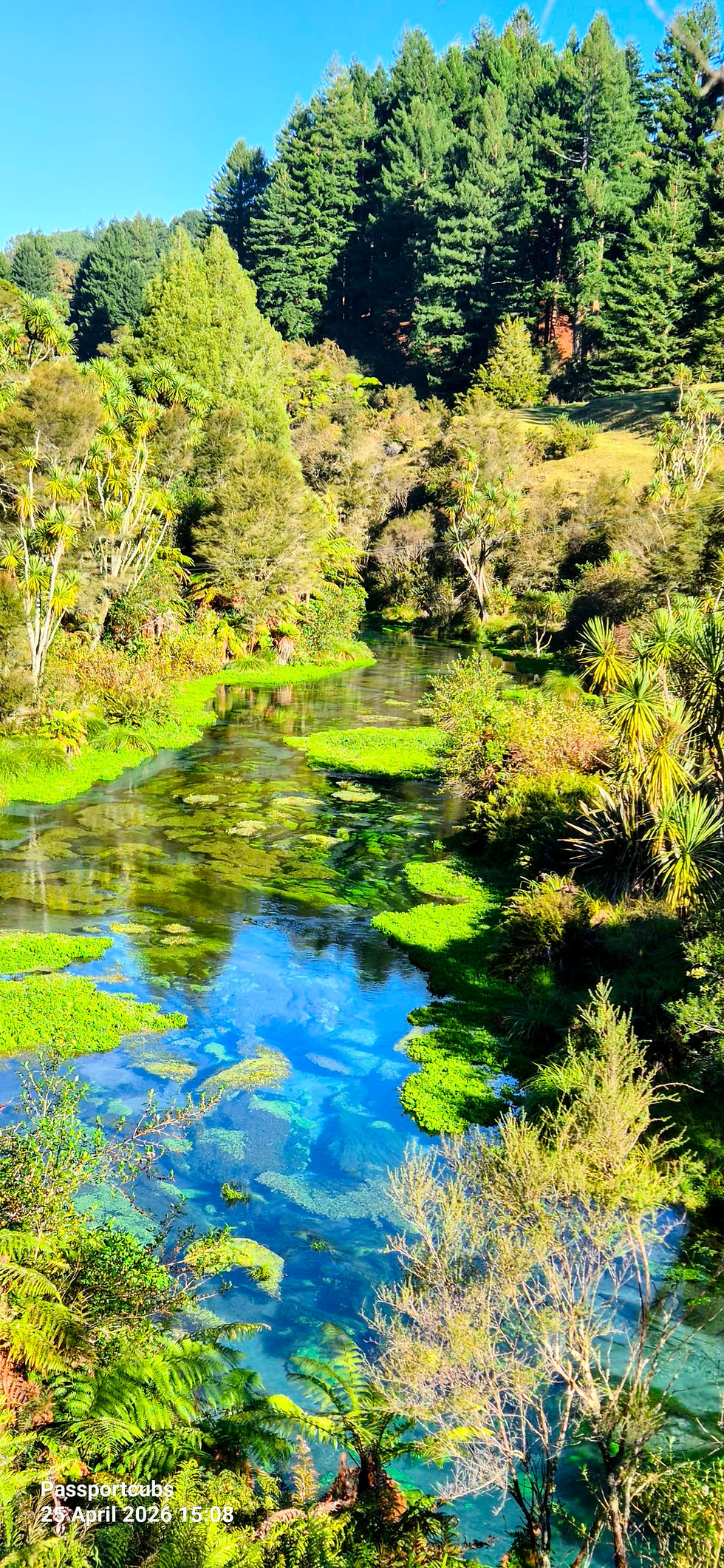 blue-springs-te-waihou-walkway-north-island-new-zealand.jpg