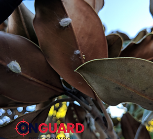 Onguard Pest Control Mealy Bugs