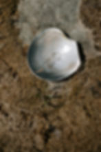 ree