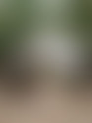 PHOTOGRAPHER | Brontë McVeigh