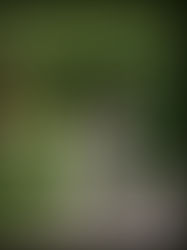 PHOTOGRAPHER | Sincerely, Sini