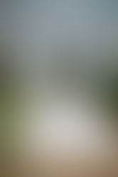 An Intimate Garden Wedding