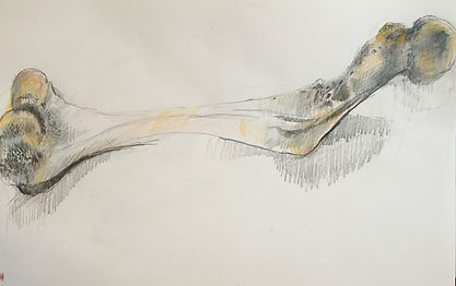 Femur MoL 13-02-2020IMG_0345.jpg