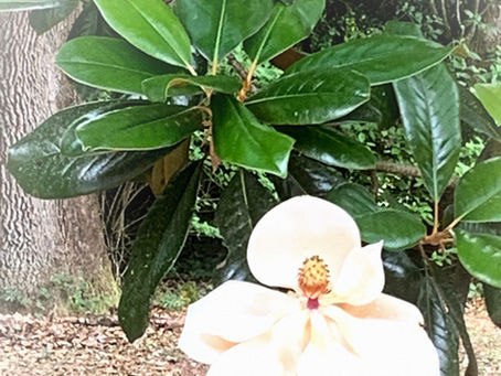 Ode to the Magnolia Tree