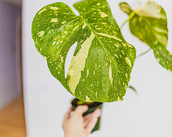 philodendron small leaves Philodendron verrucosum 