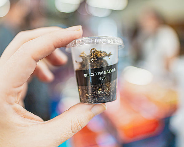 A person holding a small container labeled “Brachypalma emilia” showing a baby tarantula at the Goshen Reptile Expo, vendor Rambows and Friends Accessories.