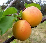 Prumus armeniaca extract powder