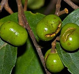 Prunus africana extract powder