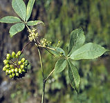 SIBERIAN GINSENG extract