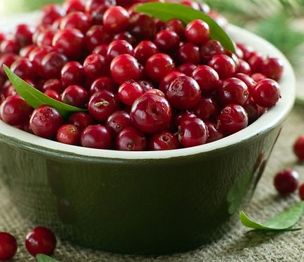 American Cranberry Fruit In Bowl