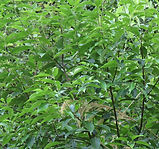 Sweet Tea Extract powder