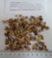 Ganoderma lucidum Reishi Tea Bag Cut extraction cut
