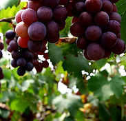 organic grape seed extract