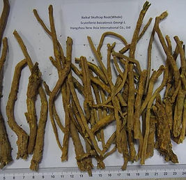 baical skullcap root.jpg
