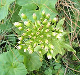 butterbur extract powder