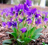 Tokyo Violet Herb Extract powder