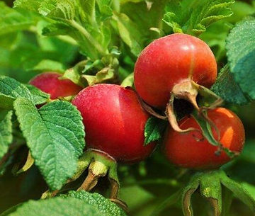 rosehip.jpg