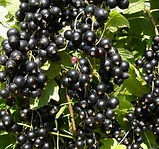 black currant extract powder