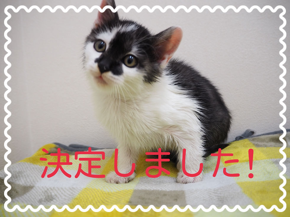 【決定しました】子猫ちゃんの里親募集2025③
