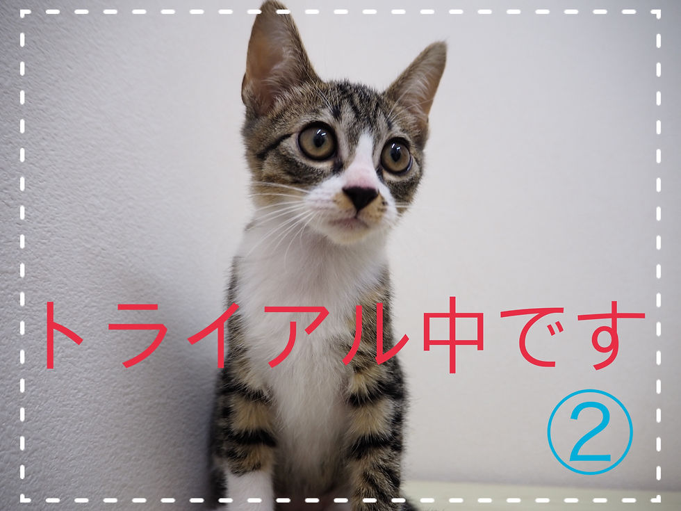 子猫ちゃんの里親募集2025①