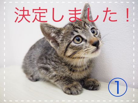【決定しました!】子猫ちゃんの里親募集2024③