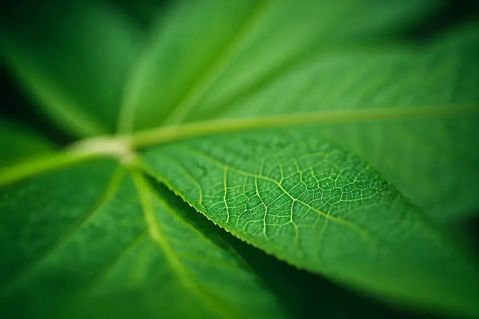 כשהגוף יודע יותר ממילים