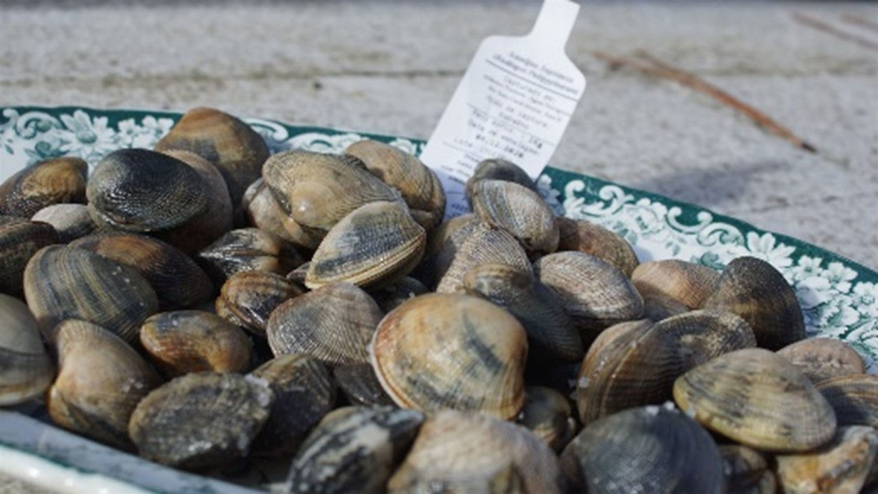 1Kg de almeja japonesa (almeja japonesa)