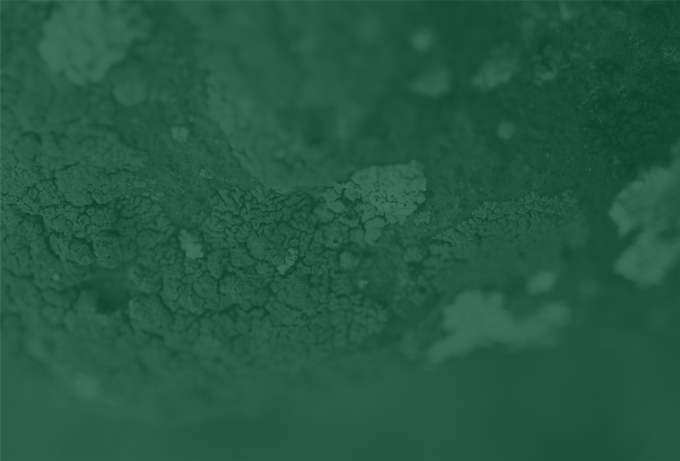 Teste capa 3 site novo.png