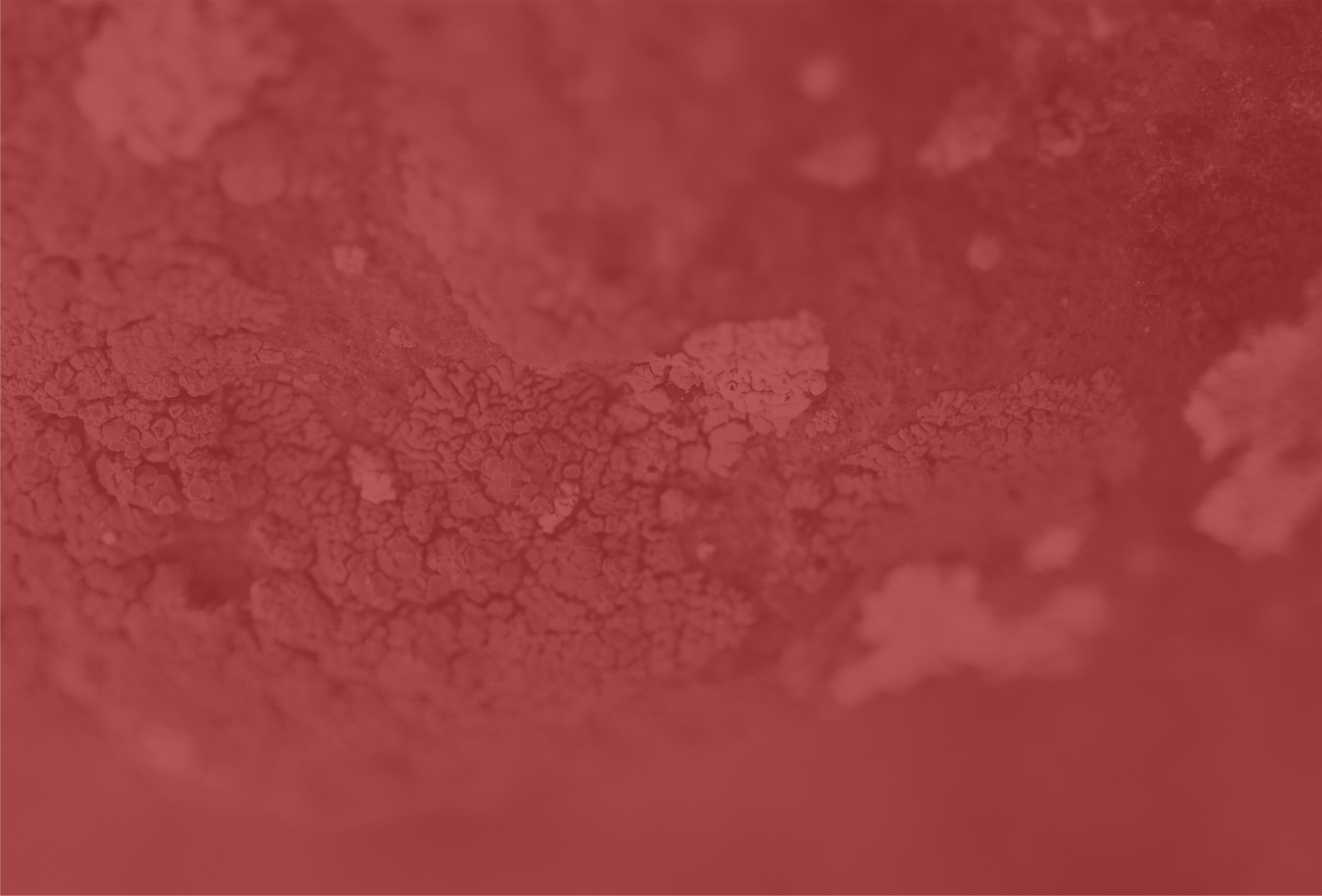 Teste capa 5 site novo.png