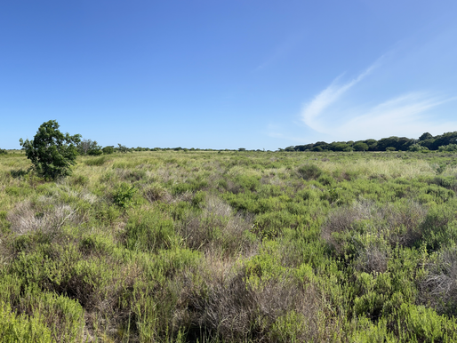 Exploring the Transformation: Farm to Forest in Hluhluwe