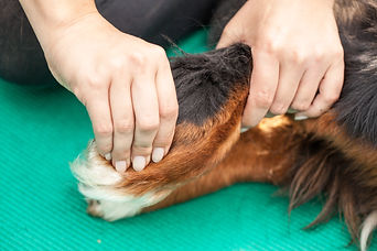 K9 Rehabilitation & Physiotherapy Services