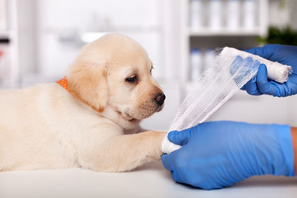 How to Register for Pet Health Plan