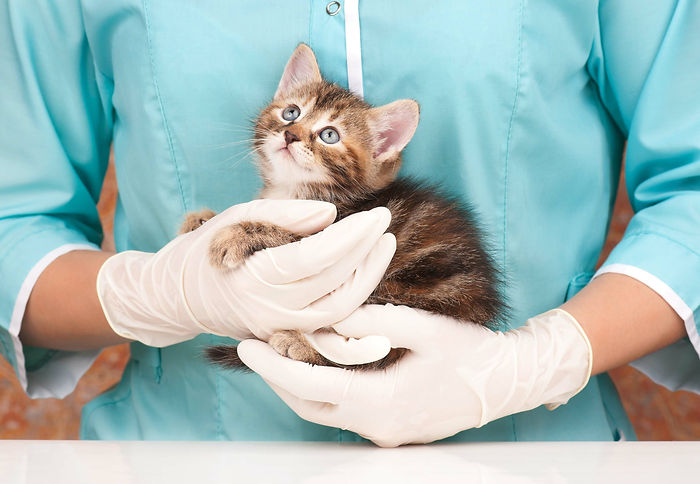 Meet the Team at palmer and Duncan Vets