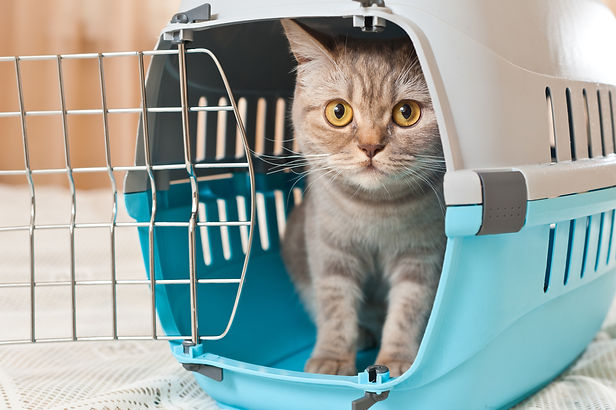 Pet Passports.jpeg