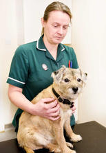 Hale Vets Chippenham dog and vet