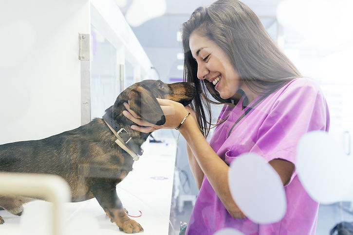 Repeat Pet Prescriptions