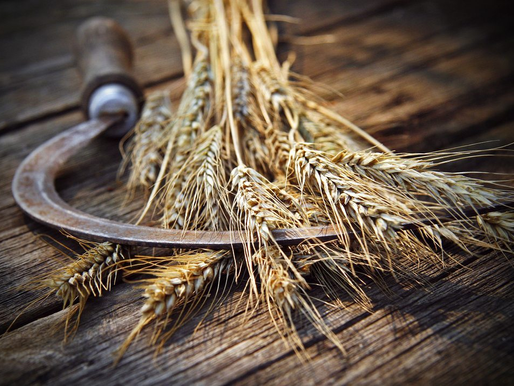 IT IS A GREAT TIME OF HARVEST