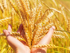 CALLING ALL HARVEST HANDS: A HEAVENLY VISION AND A MANDATE