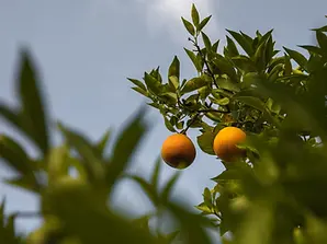 Oliva Orangenbäume.webp