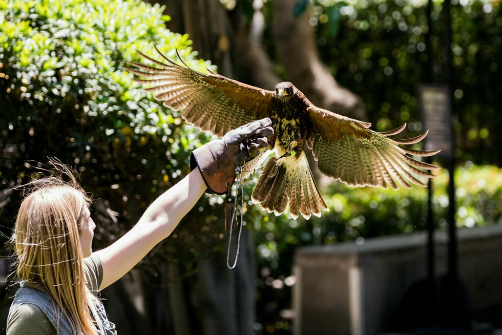 Harris Hawk flight