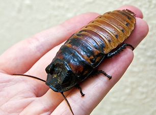 Madagascar hissing cockroach