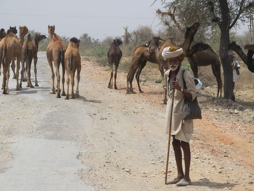 Rajasthan_CamelHearder.JPG