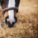 Untitled-2 copy_edited.jpg