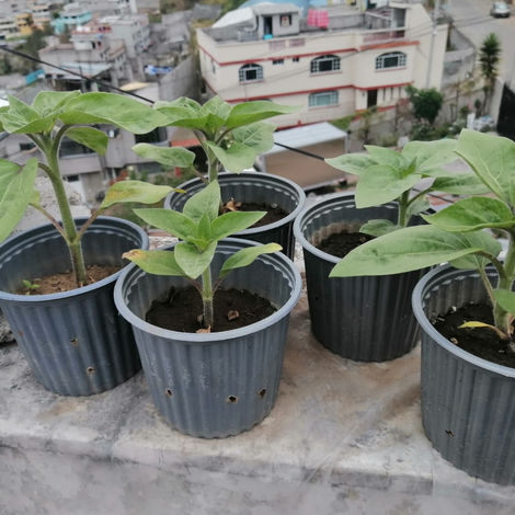 Manejo del cultivo 