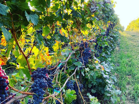 Badger Mountain Vineyard and Winery 2019 Fall Wine Release: Wine & Pairings Review